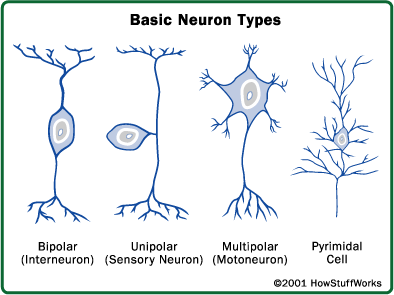 neuron_types.gif