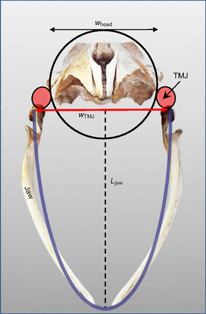 F4.medium.gif