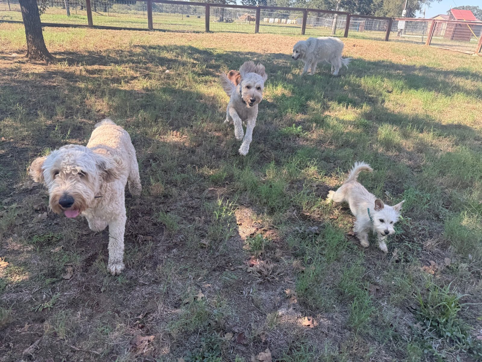 Four dogs playing together in a shady yard