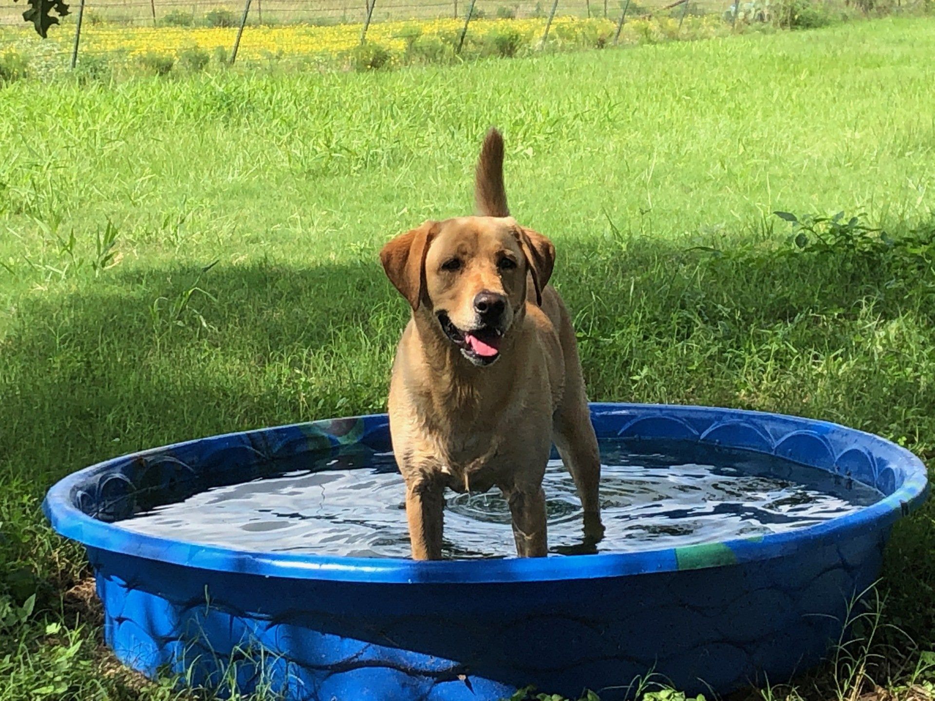 Doggy daycare at Bastrop Doggy Daycare