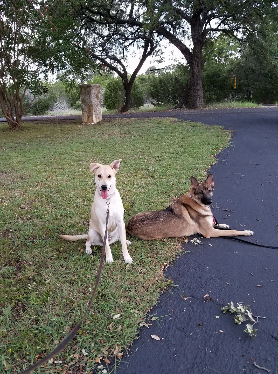 Dog training at K9 Mastery in Bastrop, TX, photo 20