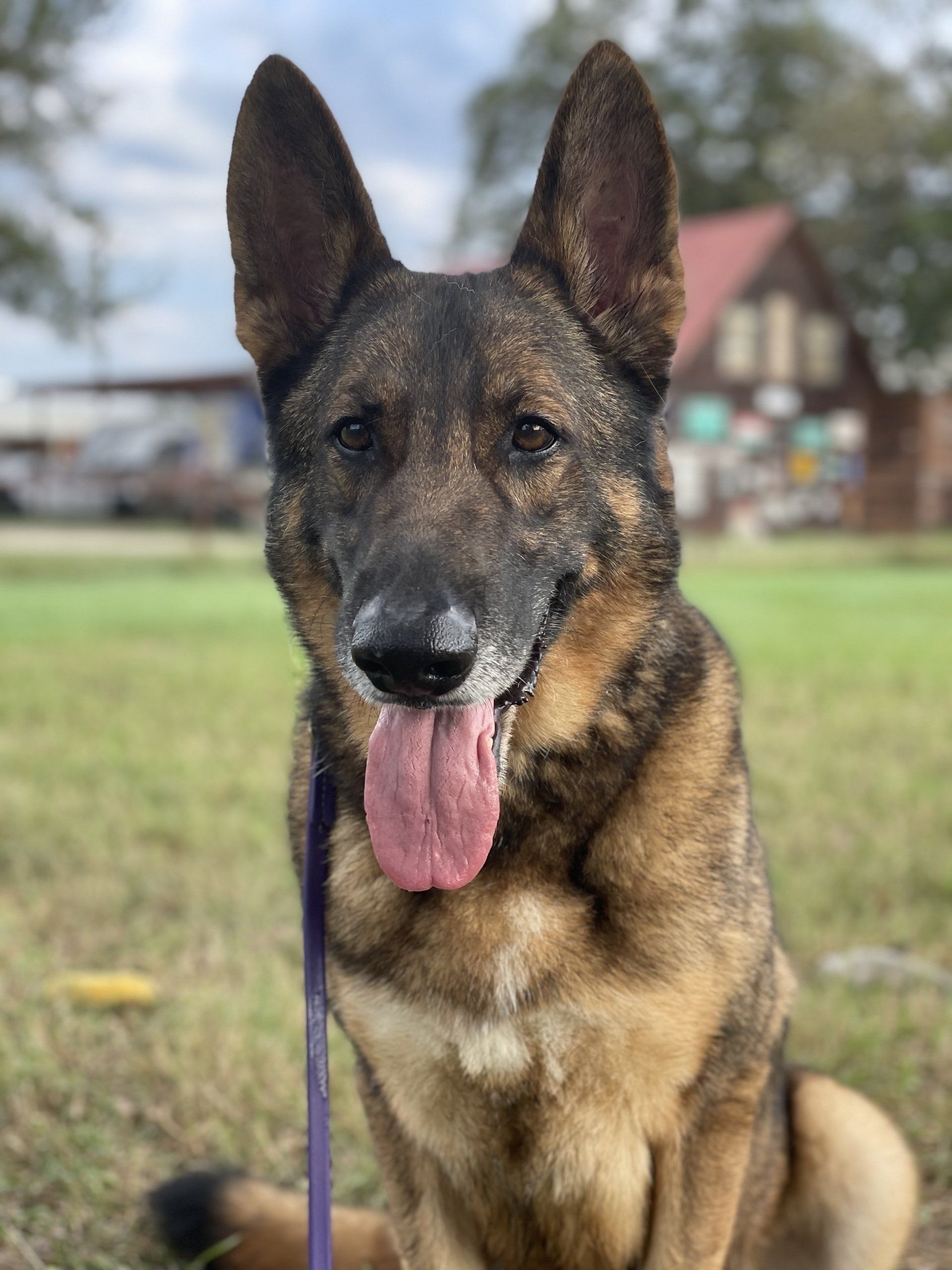 Dog training at K9 Mastery in Bastrop, TX, photo 8