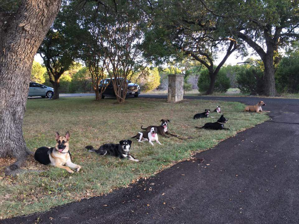 Dog training at K9 Mastery in Bastrop, TX, photo 10