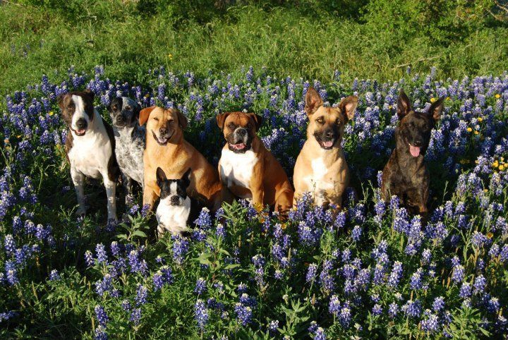 Dog training at K9 Mastery in Bastrop, TX, photo 18