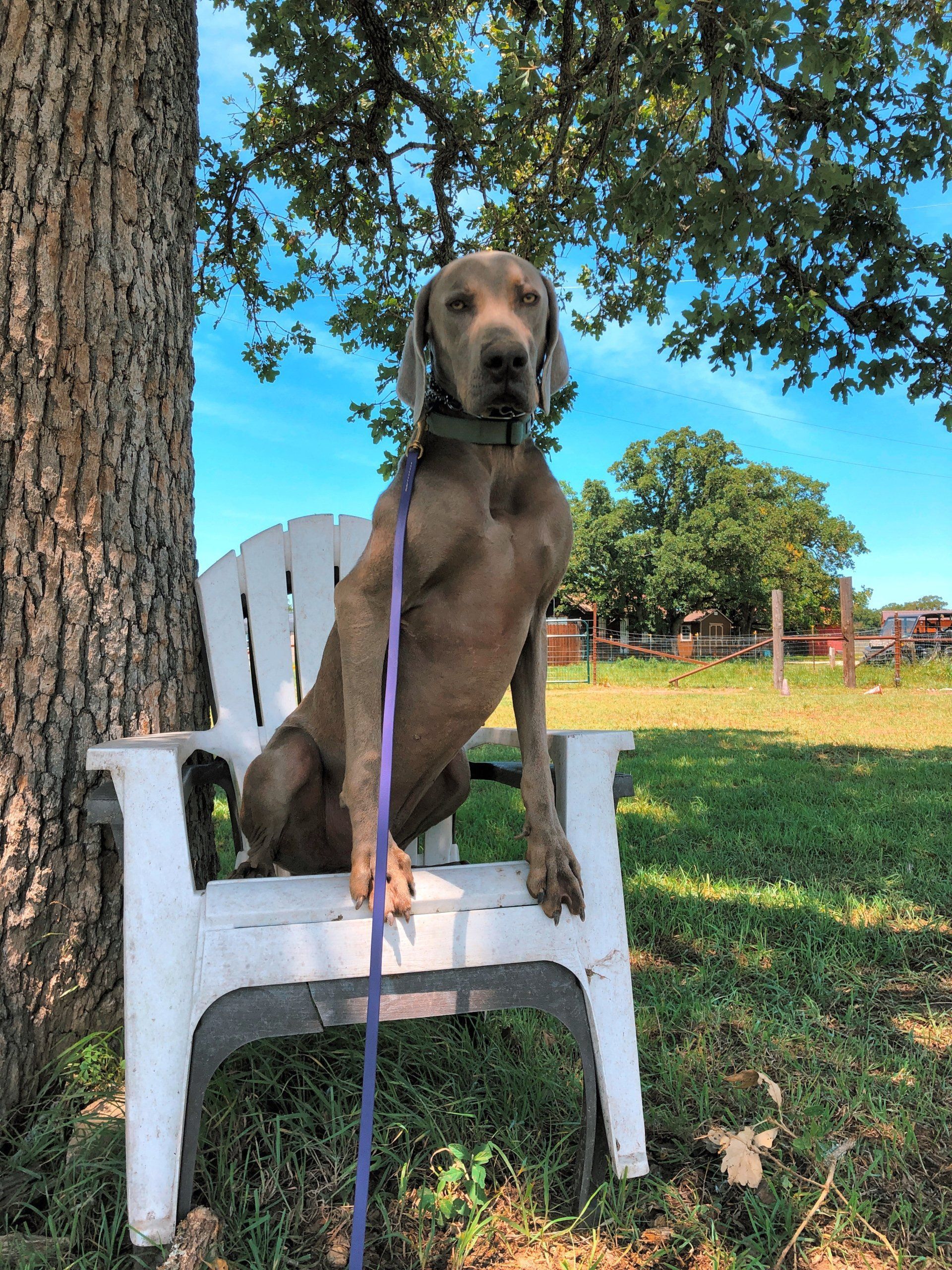 Dog training at K9 Mastery in Bastrop, TX, photo 48