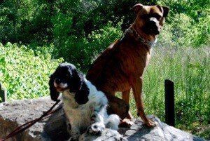 Obedient dogs of different breeds sitting on a rock