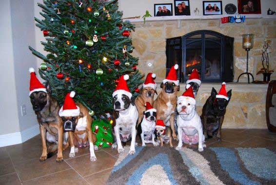 The Miller pack of dogs wearing Santa hats