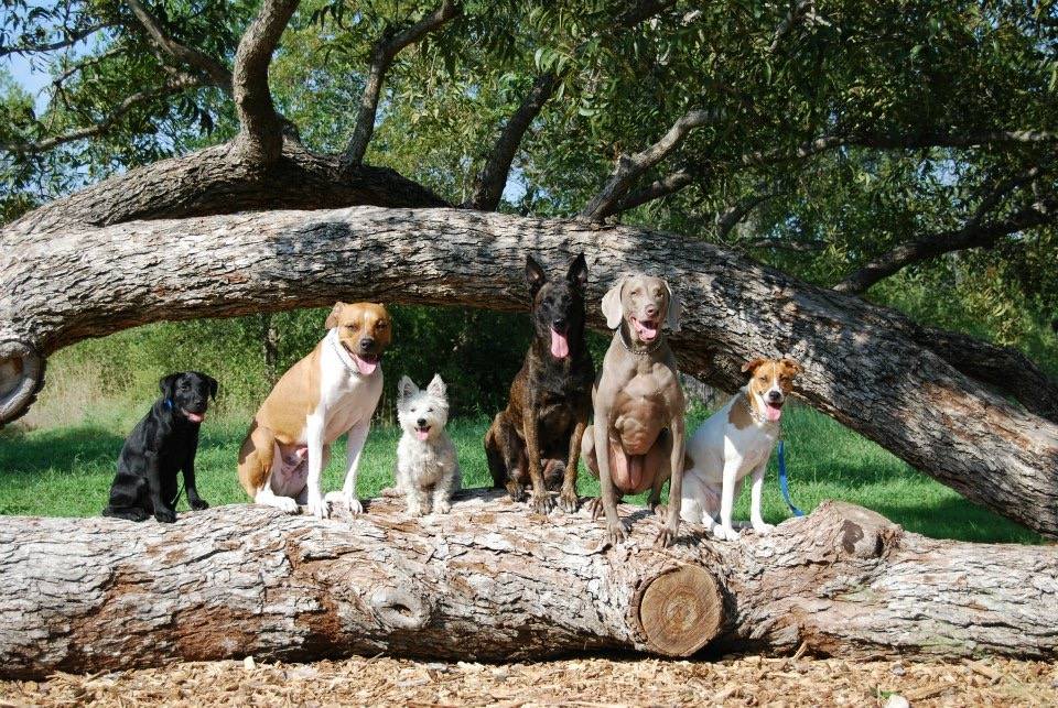 Dog training at K9 Mastery in Bastrop, TX, photo 1