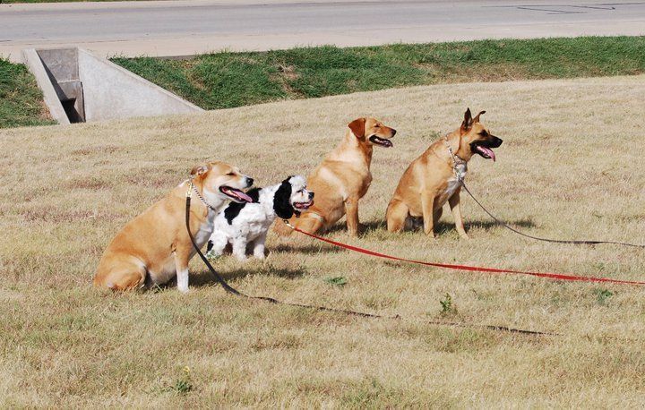 Dog training at K9 Mastery in Bastrop, TX, photo 55