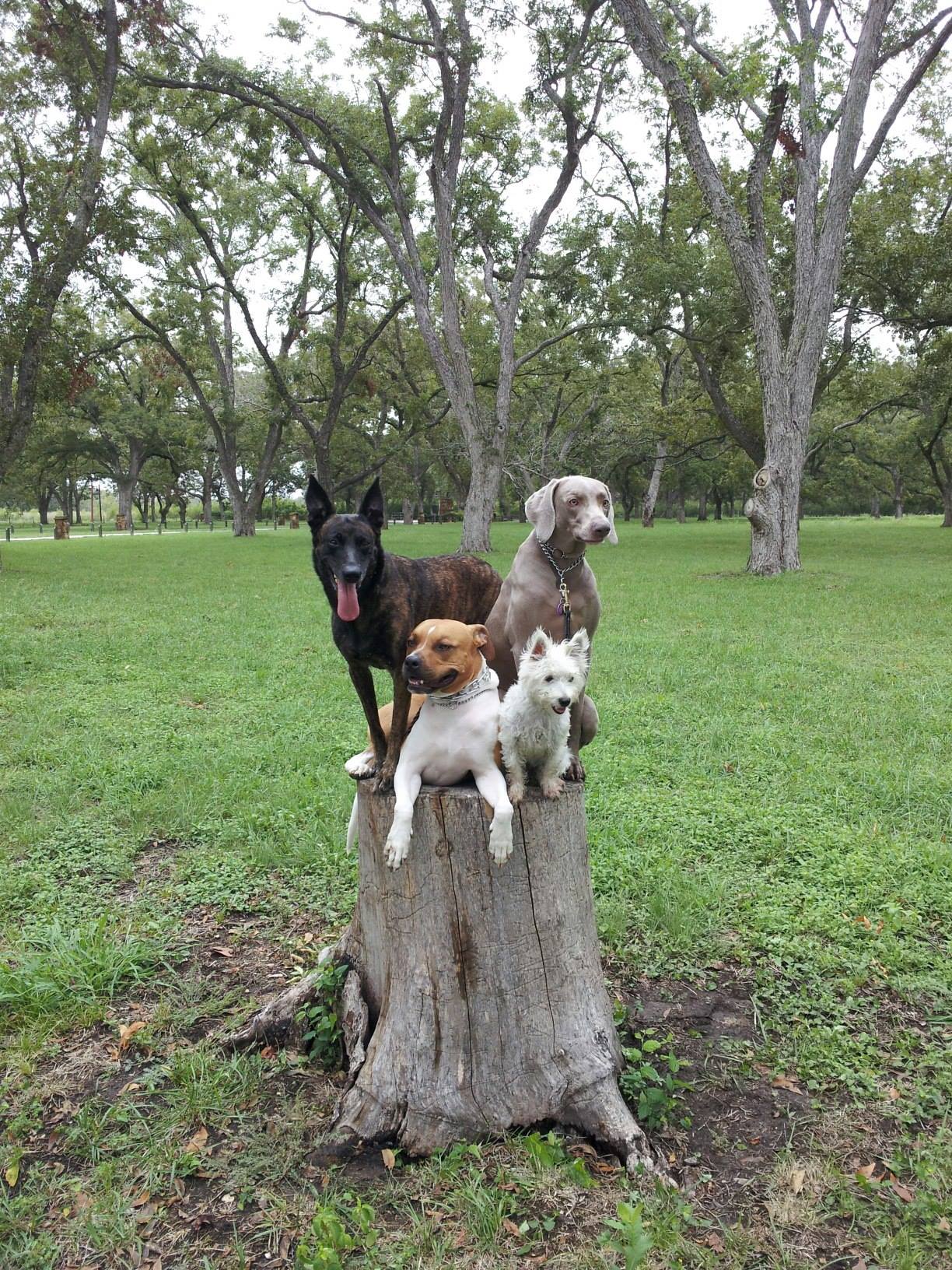 Dog training at K9 Mastery in Bastrop, TX, photo 33