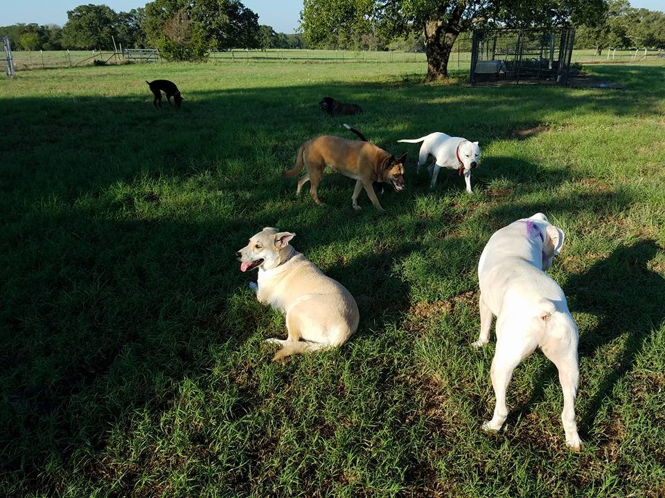 Dog training at K9 Mastery in Bastrop, TX, photo 21