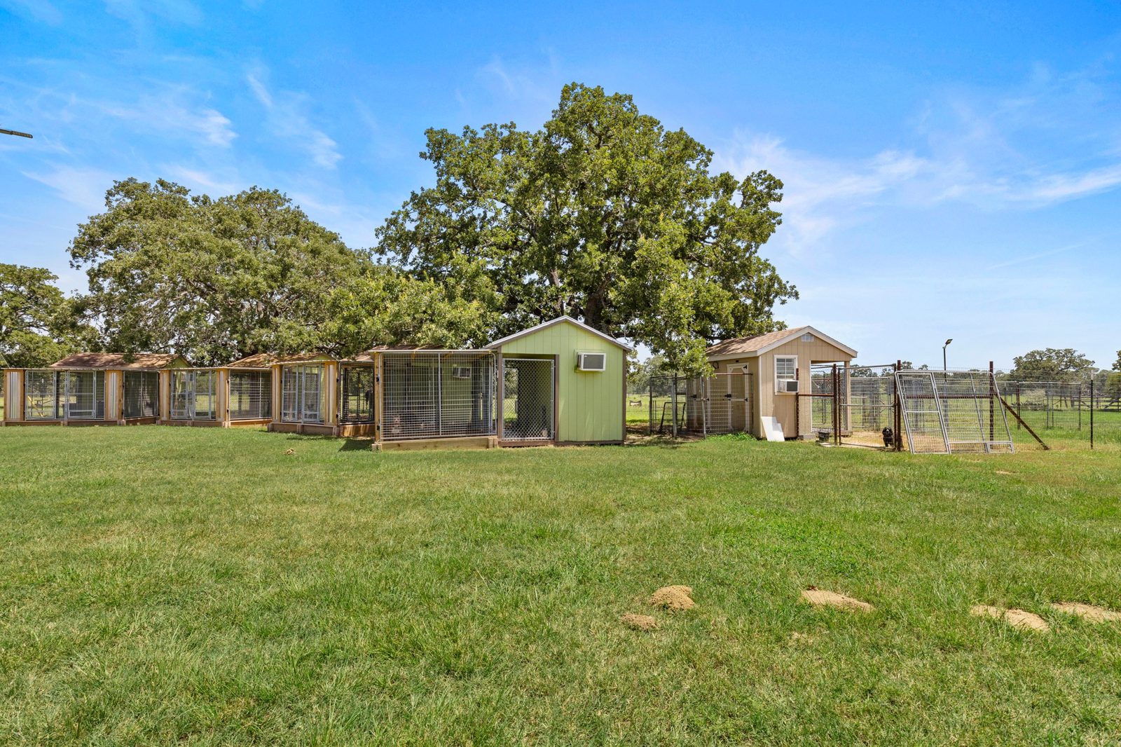 Bungalows and a fenced yard beneath a large oak on a sunny day