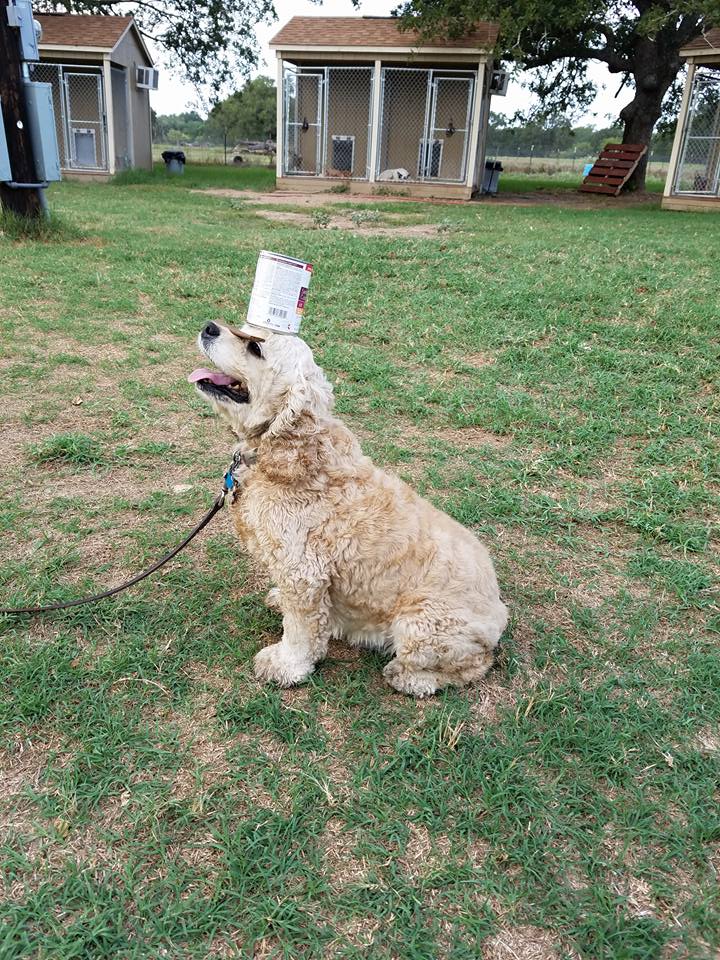 Dog training at K9 Mastery in Bastrop, TX, photo 22