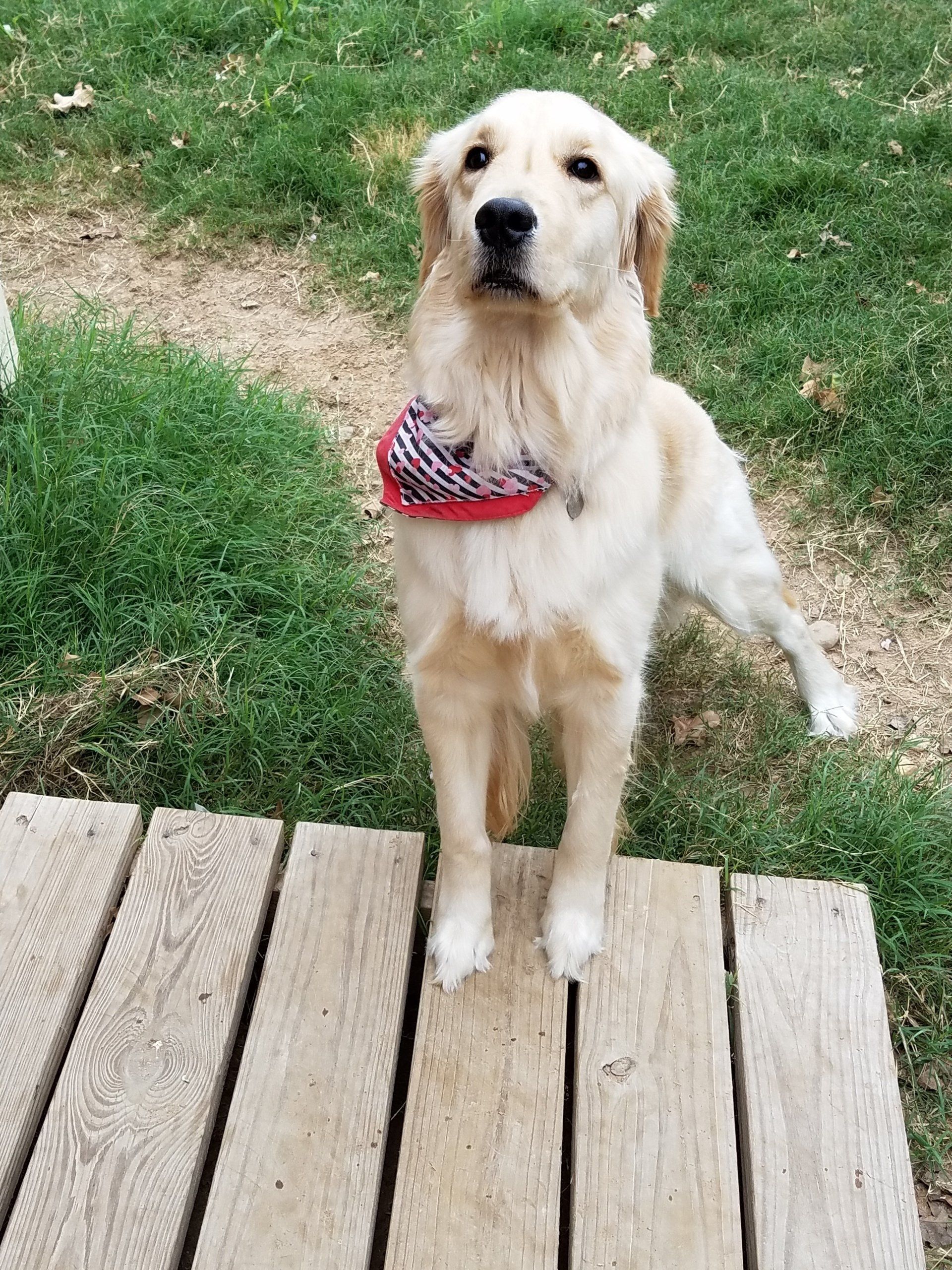 Dog training at K9 Mastery in Bastrop, TX, photo 14