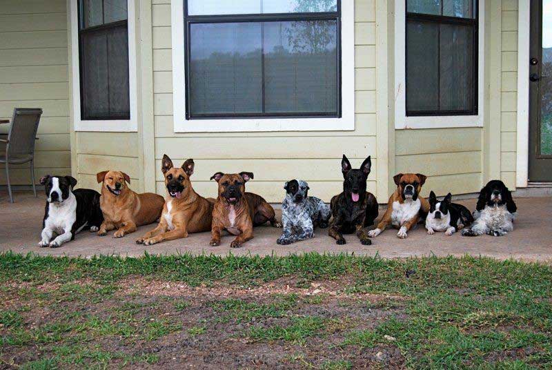 Dog training at K9 Mastery in Bastrop, TX, photo 65