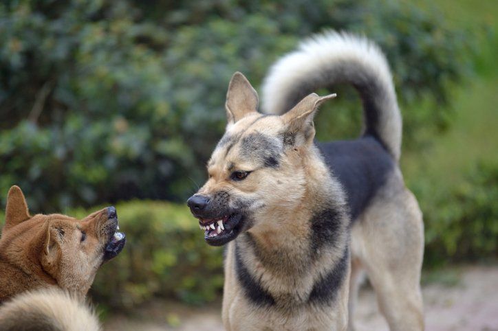 Aggressive dog behavior modification