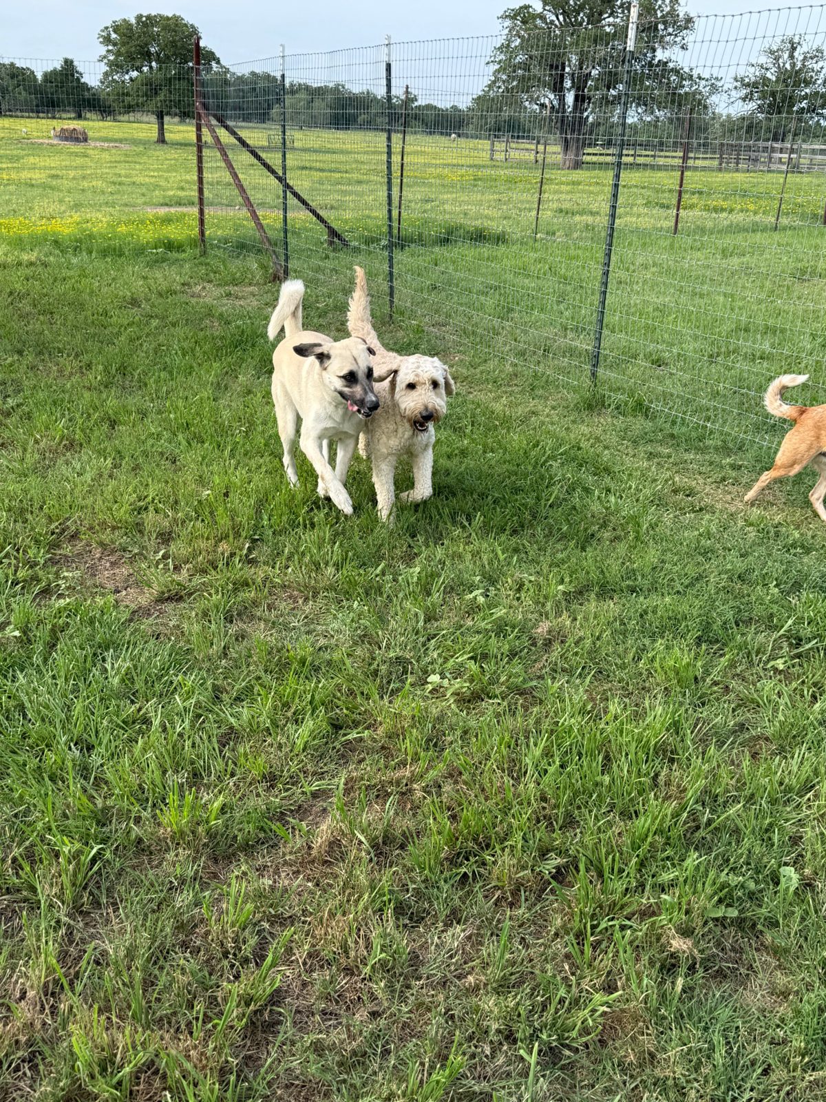 Two large dogs walking side by side in a pasture