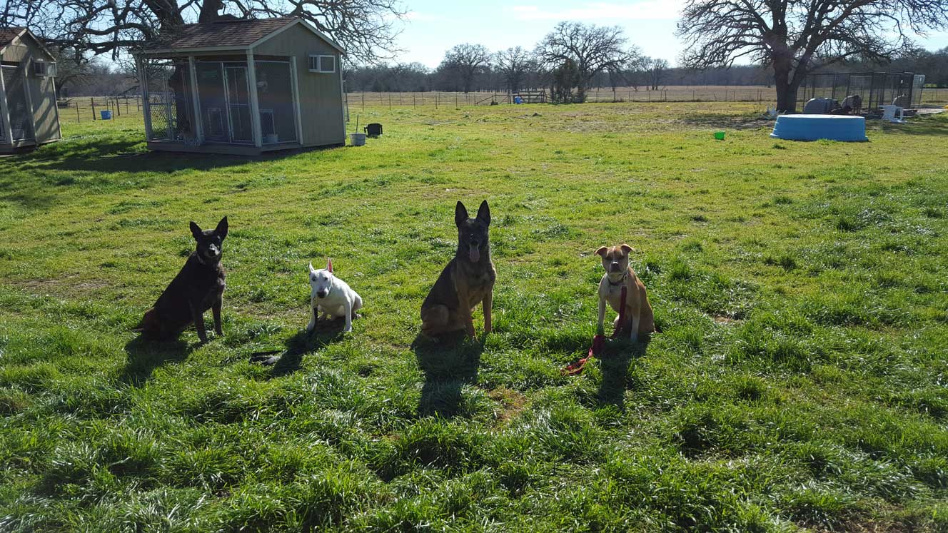 Dog training at K9 Mastery in Bastrop, TX, photo 67