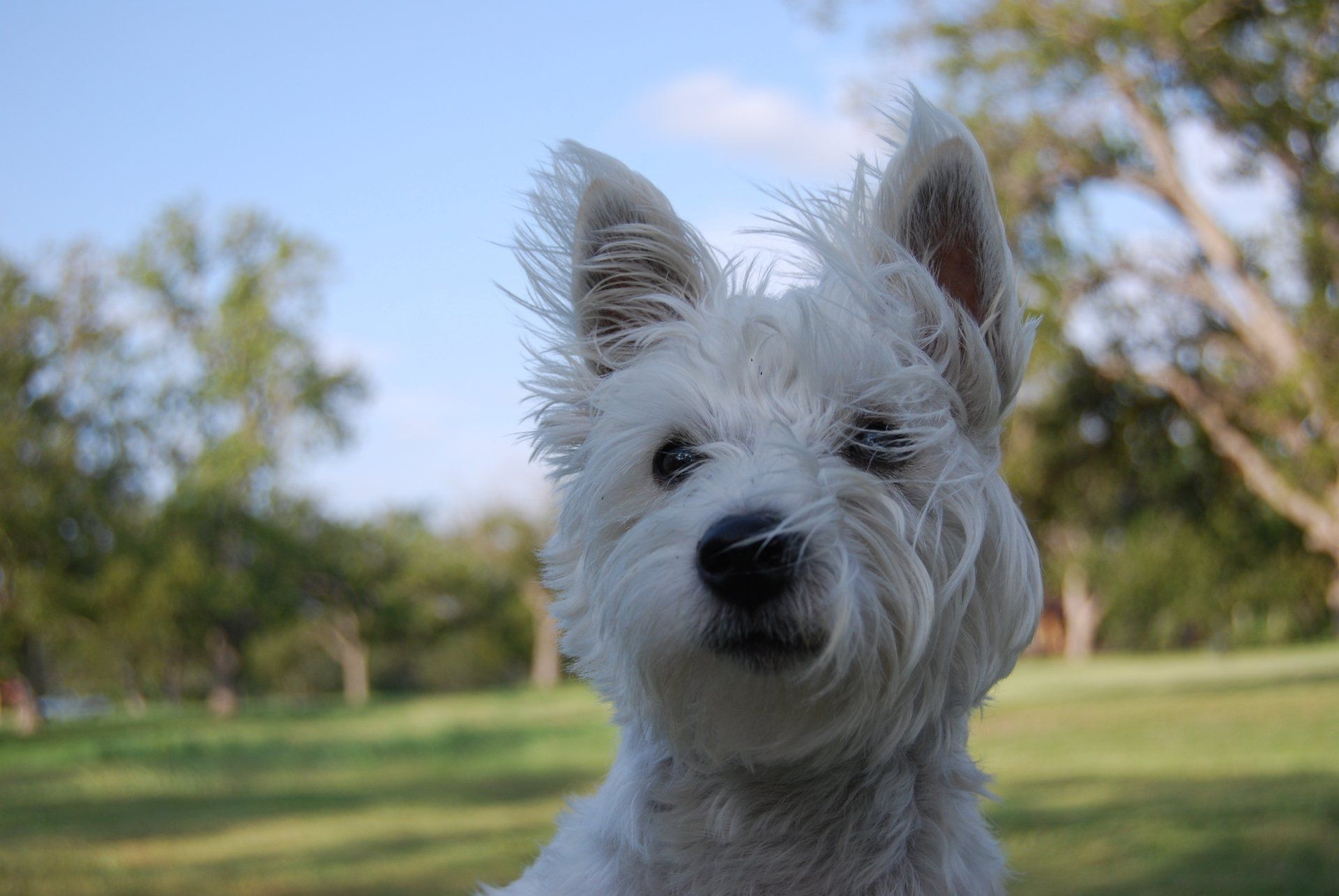 Dog training at K9 Mastery in Bastrop, TX, photo 9