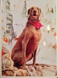 Jubilee the Weimaraner after training at K9 Mastery