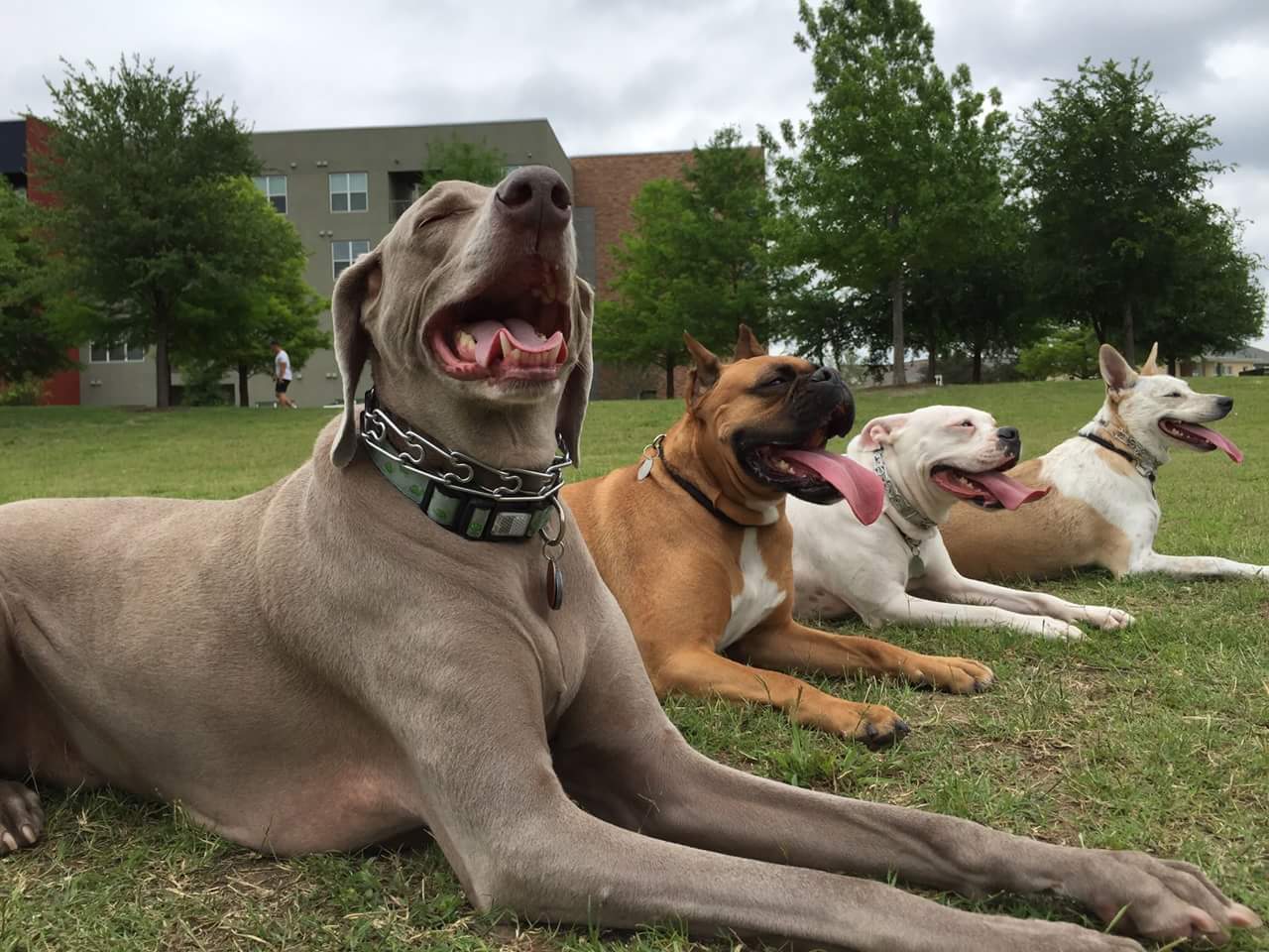 Dogs resting together