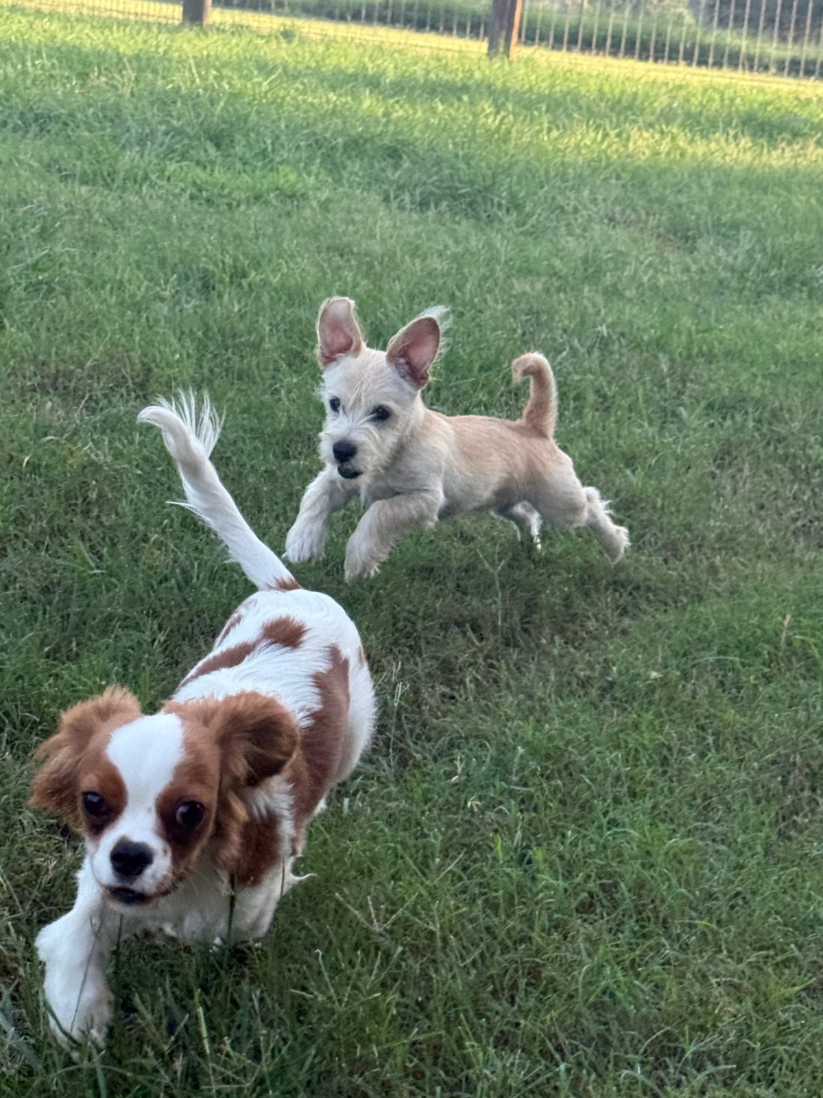 A Cavalier puppy and a terrier puppy running in the grass