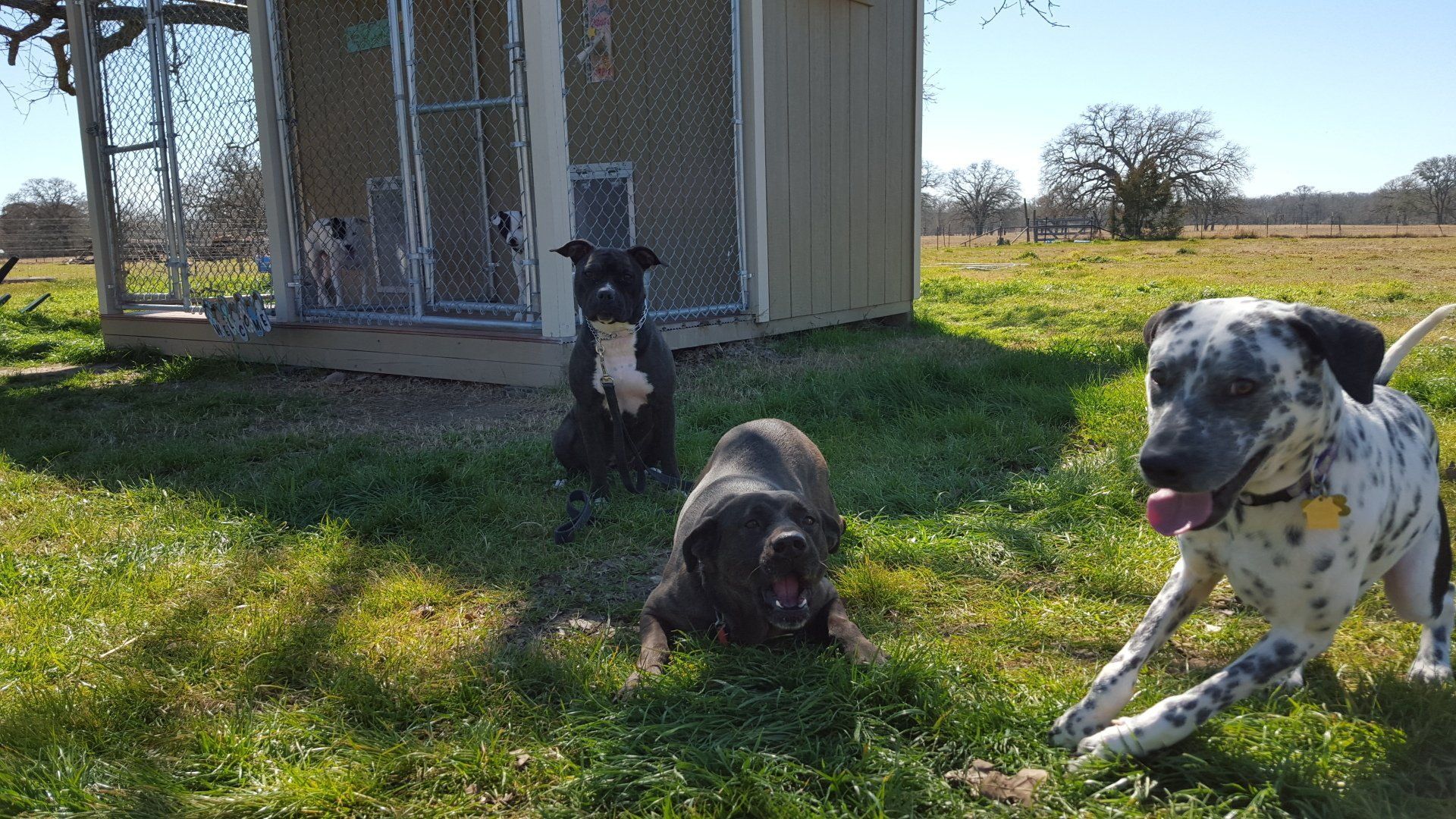 Dog training at K9 Mastery in Bastrop, TX, photo 12