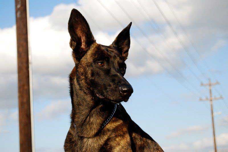 Dog training at K9 Mastery in Bastrop, TX, photo 63