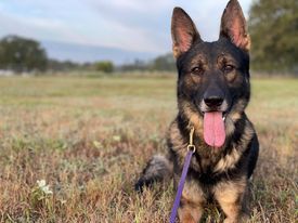 Dog training at K9 Mastery in Bastrop, TX, photo 16