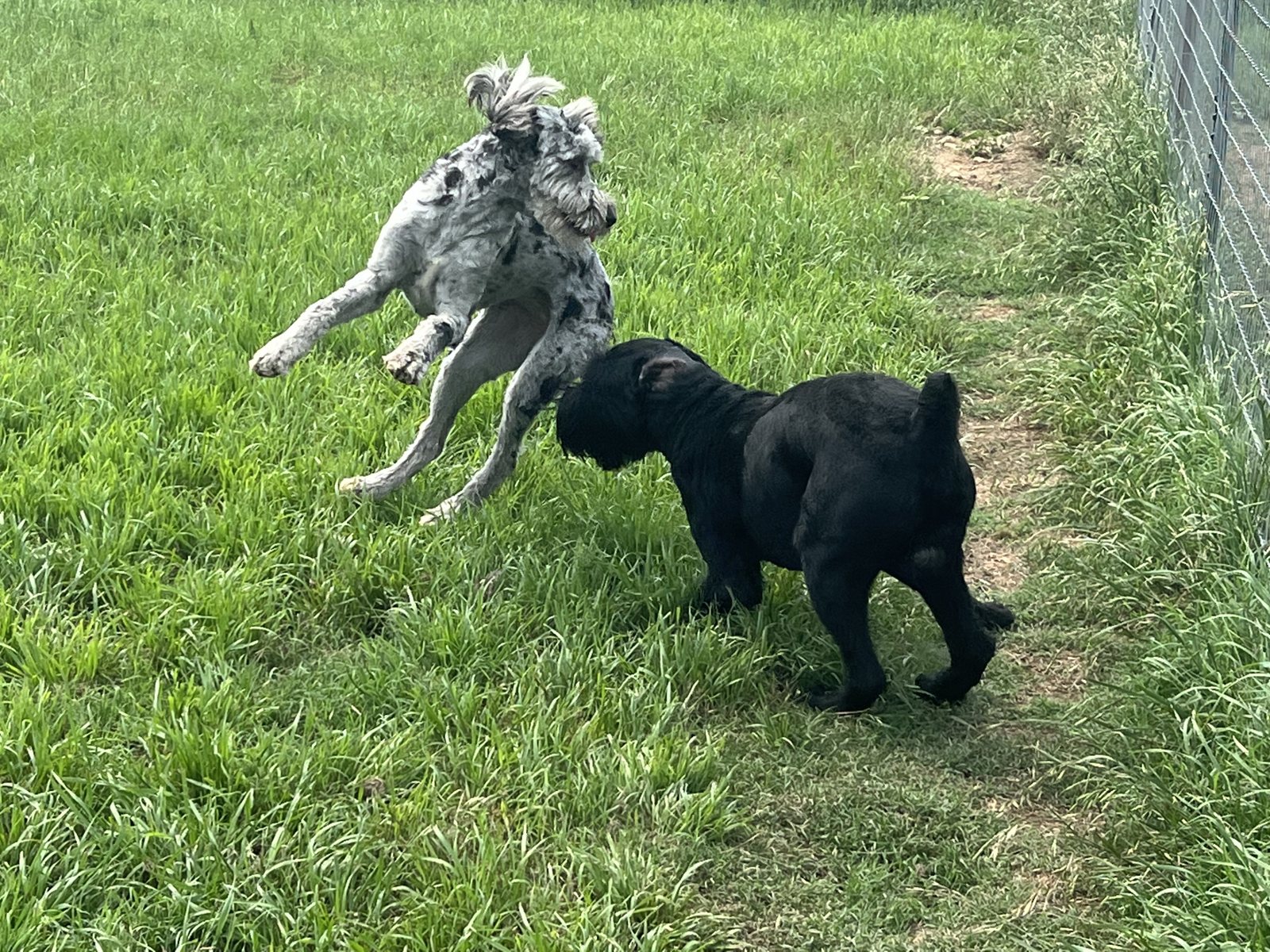 A merle doodle leaping playfully around a black doodle in the grass