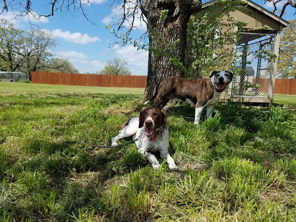 Dog training at K9 Mastery in Bastrop, TX, photo 69