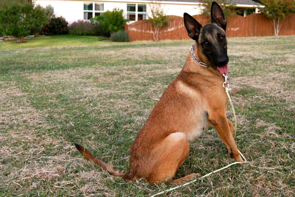 Dog training at K9 Mastery in Bastrop, TX, photo 15