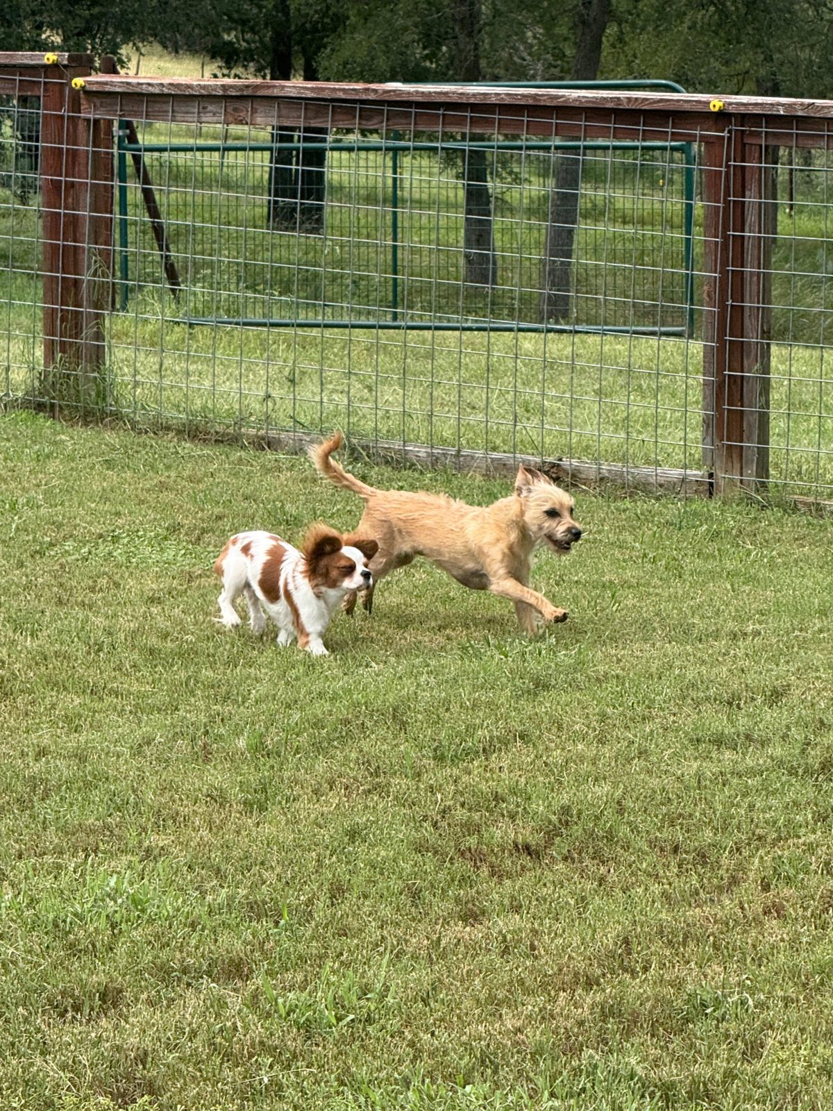 A Cavalier and a terrier playing by a wooden fence