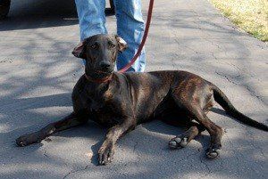 Josie the black dog posing outside