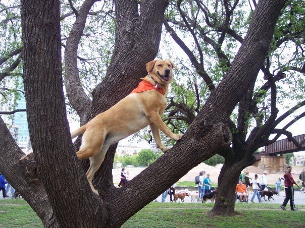 Dog training at K9 Mastery in Bastrop, TX, photo 60