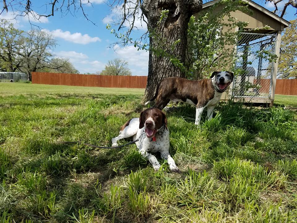 Dog training at K9 Mastery in Bastrop, TX, photo 3