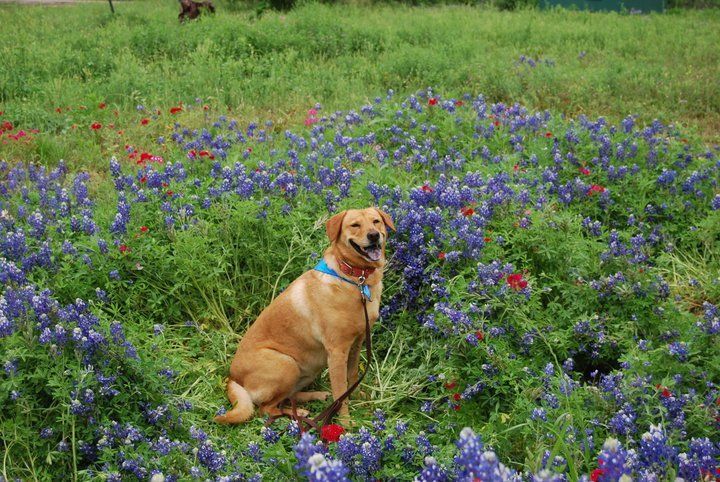 Dog training at K9 Mastery in Bastrop, TX, photo 61