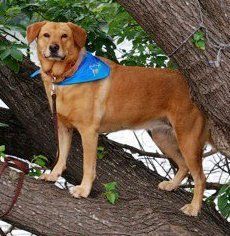 Dog training at K9 Mastery in Bastrop, TX, photo 56