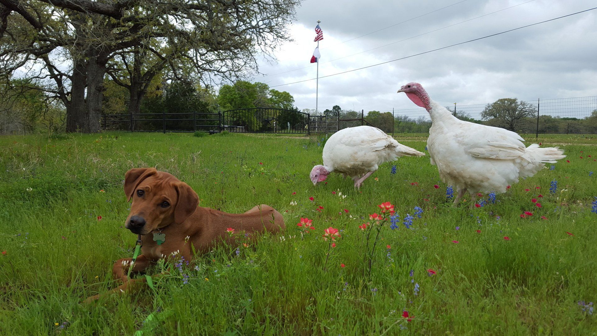 Dog training at K9 Mastery in Bastrop, TX, photo 13