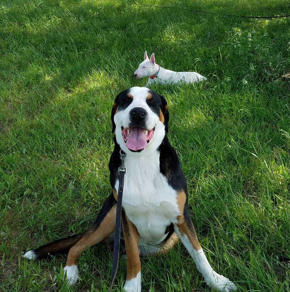 Dogs at Bastrop Doggy Daycare in Bastrop, TX