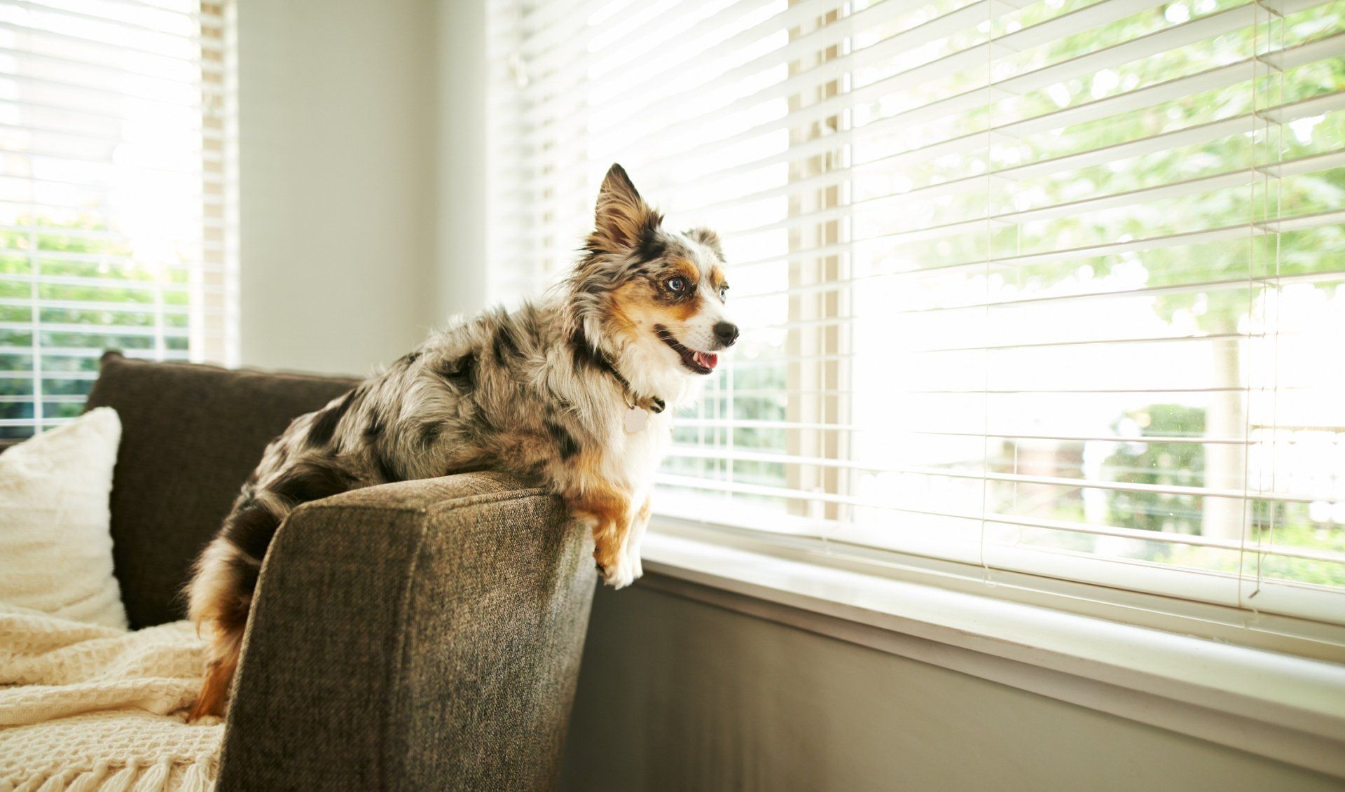 Cute dog sitting in the house by the window - Bastrop, TX - K9 Mastery
