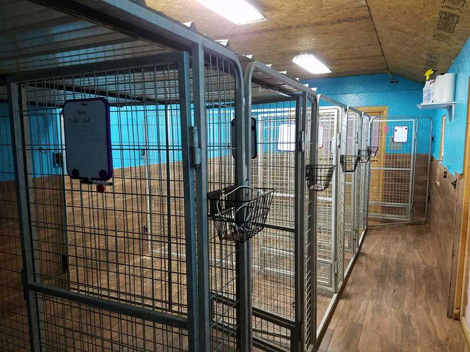 Dog training at K9 Mastery in Bastrop, TX, photo 24
