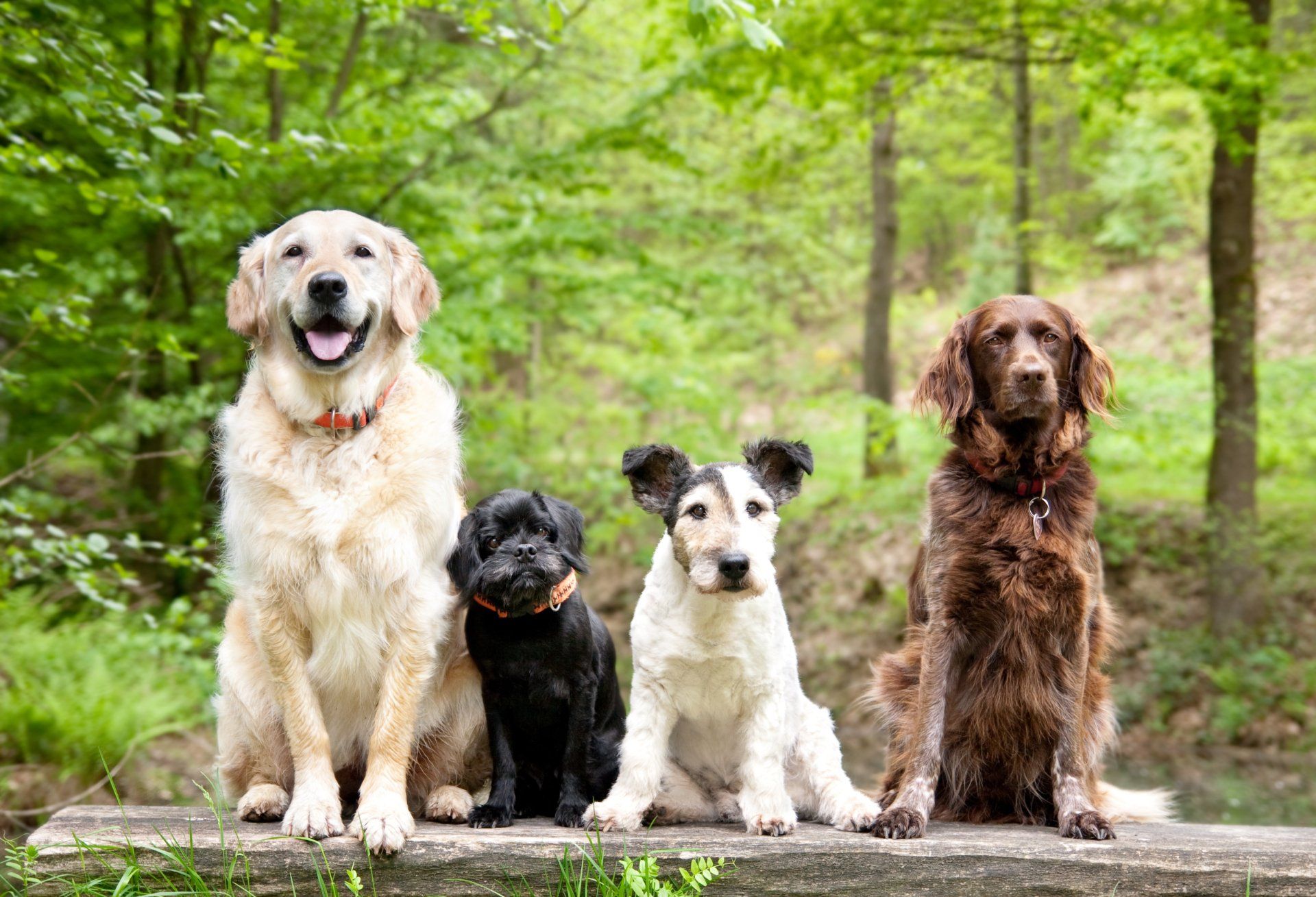 Private dog training lesson in Bastrop, TX