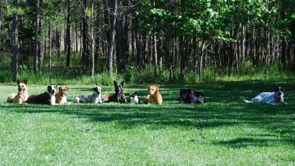 Dog training at K9 Mastery in Bastrop, TX, photo 6