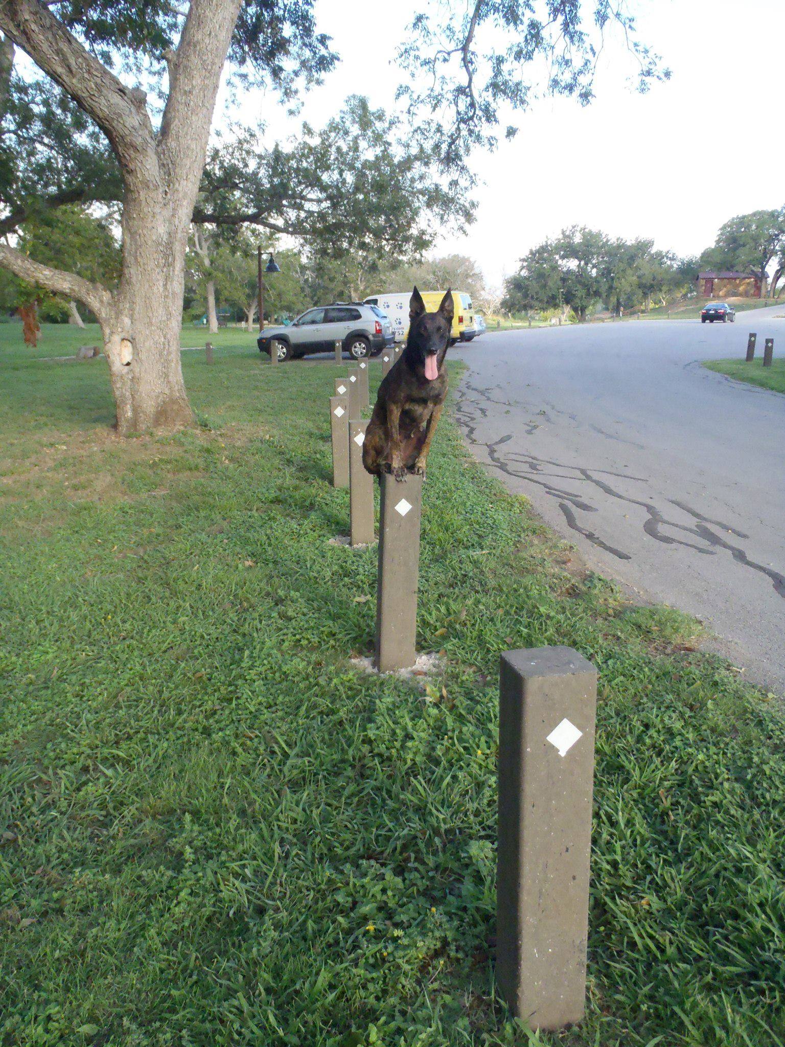 Dog training at K9 Mastery in Bastrop, TX, photo 34
