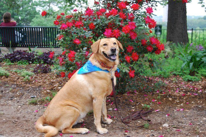 Golden retriever with blue bib
