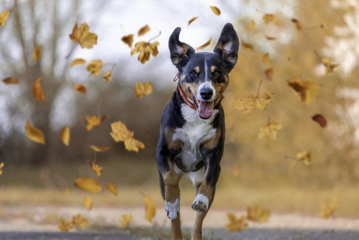 Dog rescue and adoption