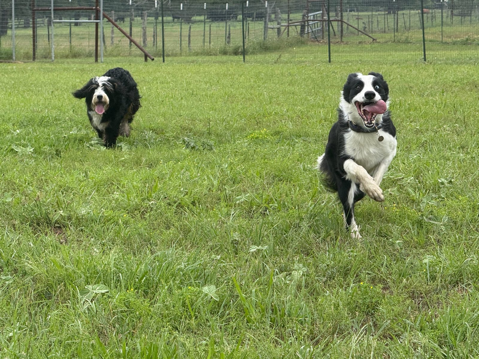 A border collie and a bernedoodle running toward the camera