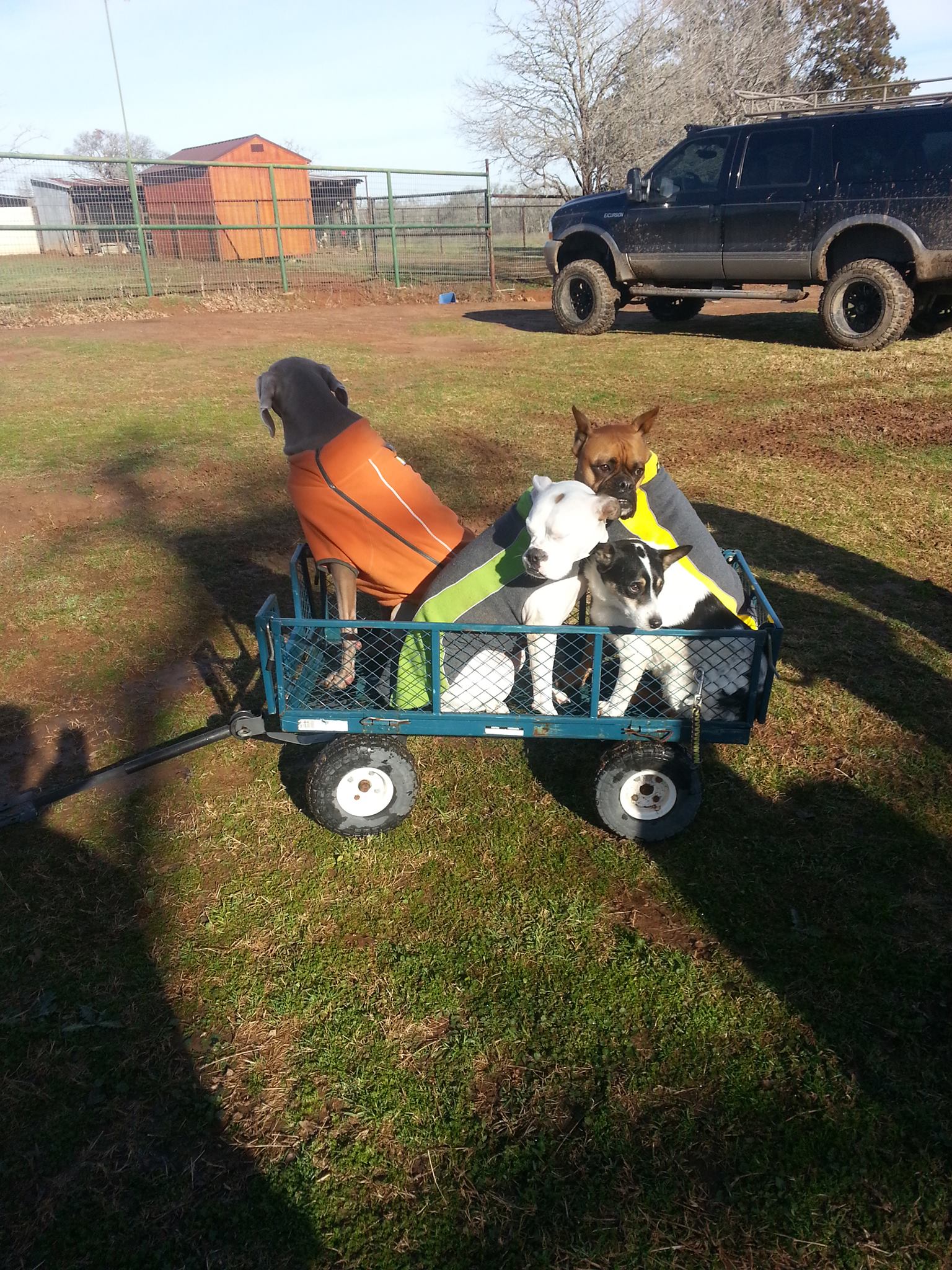 Dog training at K9 Mastery in Bastrop, TX, photo 52