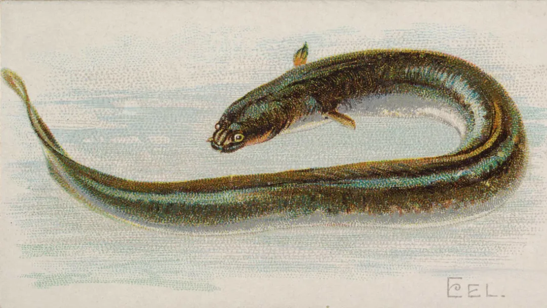 Why Eels Are Fascinating Creatures